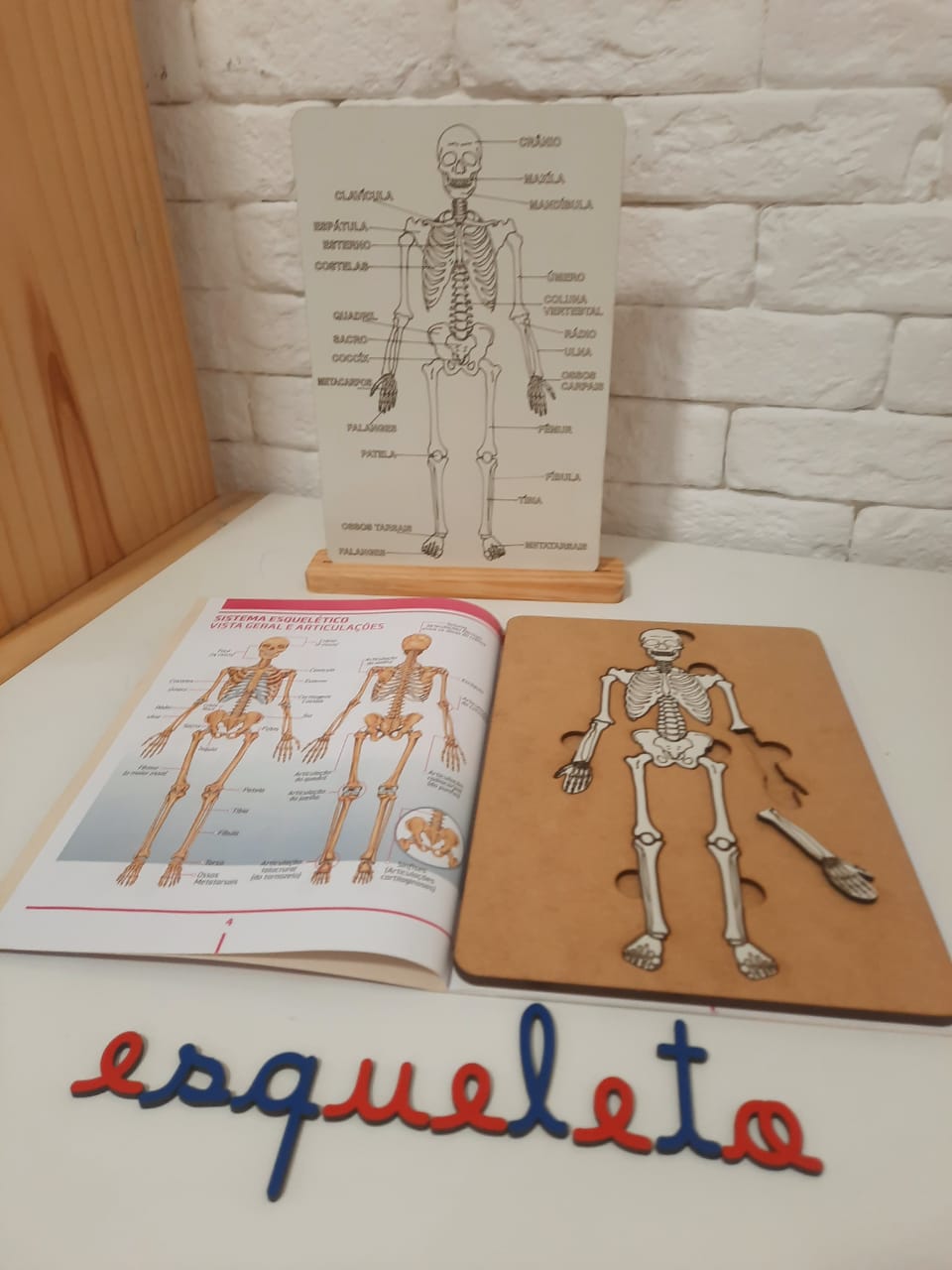 Encaixe Esqueleto Humano - Laboratório Infantil