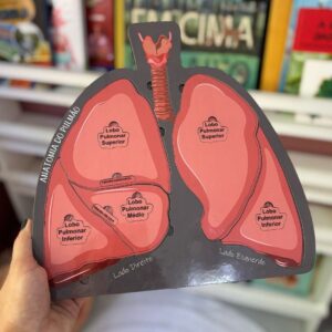 Encaixe Anatomia do Pulmão