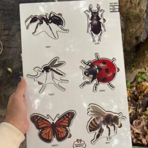 Encaixe Ciclo dos Insetos Real