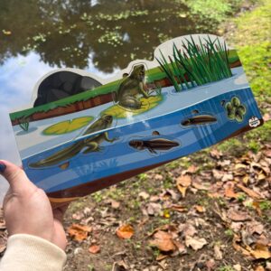 Encaixe Ciclo do Sapo