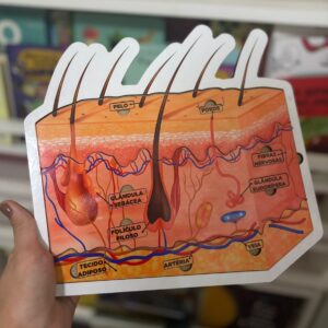 Encaixe Estrutura da Pele